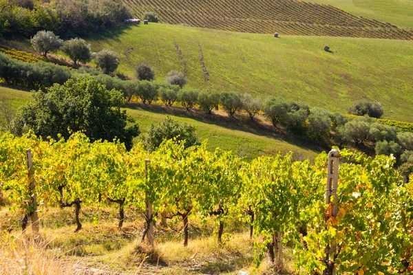 Winnice Winnice Dolinie Rolnictwo Produkcja Wina — Zdjęcie stockowe