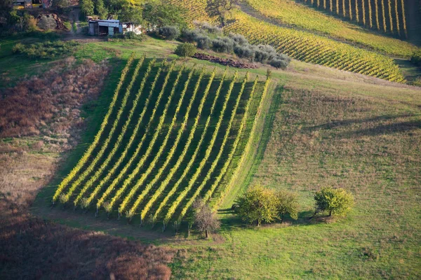 Vigneti Cantine Collina Agricoltura Produzione Vinicola — Foto Stock