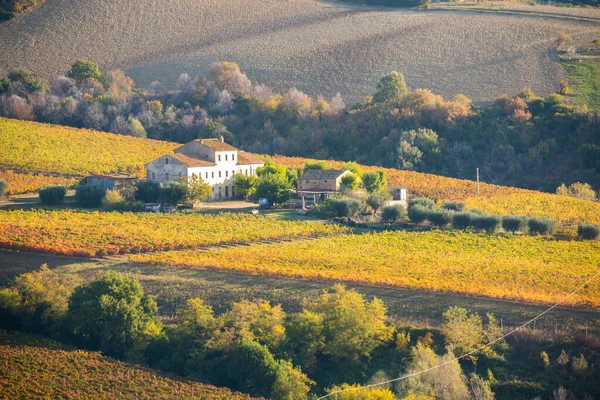 Colorful Vineyard Fall Autumn Landscape — Stock Photo, Image