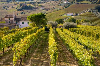 Sonbaharda renkli üzüm bağları, sonbahar manzarası