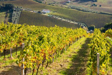 Sonbaharda renkli üzüm bağları, sonbahar manzarası