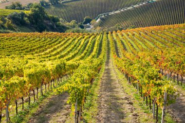 Sonbaharda renkli üzüm bağları, sonbahar manzarası