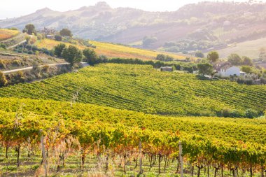 Sonbaharda renkli üzüm bağları, sonbahar manzarası