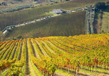 Sonbaharda renkli üzüm bağları, sonbahar manzarası