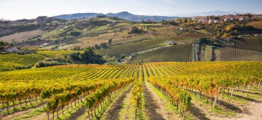 Sonbaharda renkli üzüm bağları, sonbahar manzarası