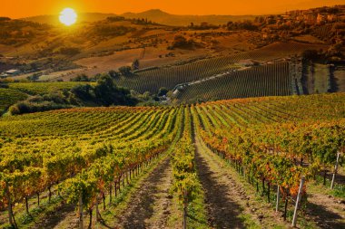 Sonbaharda renkli üzüm bağları, sonbahar manzarası