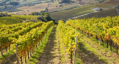 Sonbaharda renkli üzüm bağları, sonbahar manzarası