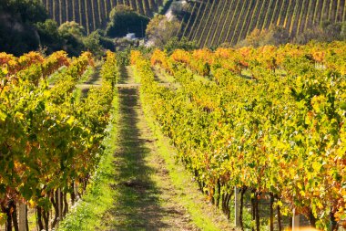 Sonbaharda renkli üzüm bağları, sonbahar manzarası