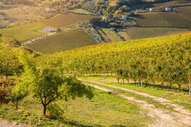 Sonbaharda renkli üzüm bağları, sonbahar manzarası
