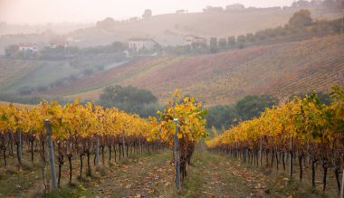 Sonbaharda renkli üzüm bağları, sonbahar manzarası