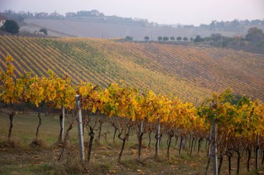 Sonbaharda renkli üzüm bağları, sonbahar manzarası