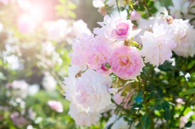 Baharda bahçede büyüyen güzel güller.