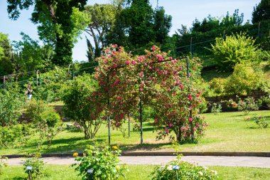 Baharda bahçede büyüyen güzel güller.