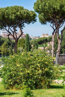Baharda bahçede büyüyen güzel güller.