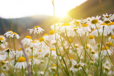 Güneşle aydınlatılmış güzel bir yaz tarlasında papatyalar.