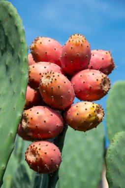Dikenli armut kaktüsü ya da opuntia, incir ağacı, Hint inciri ve olgun meyveler.