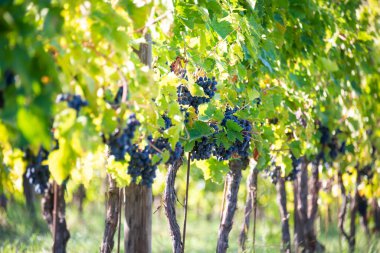 Olgun üzümler, güneşin aydınlattığı üzüm bağlarında yetişiyor.