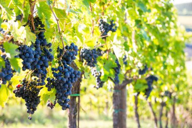 Olgun üzümler, güneşin aydınlattığı üzüm bağlarında yetişiyor.