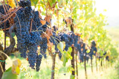 Olgun üzümler, güneşin aydınlattığı üzüm bağlarında yetişiyor.