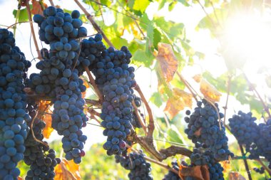 Olgun üzümler, güneşin aydınlattığı üzüm bağlarında yetişiyor.