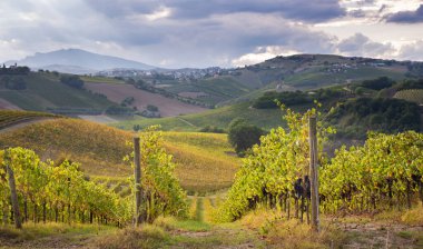 Tepeler, kırsal alanlar arasında üzüm bağları ve şaraphane