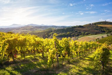 Tepeler, kırsal alanlar arasında üzüm bağları ve şaraphane