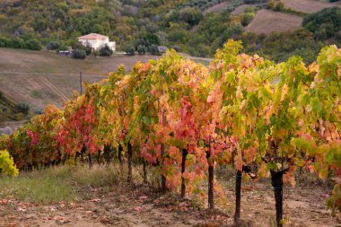 Tepeler, kırsal alanlar arasında üzüm bağları ve şaraphane