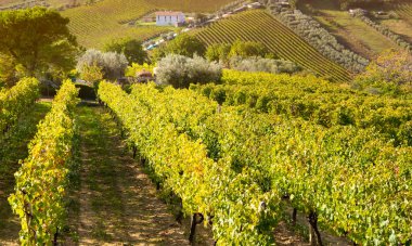 İtalya 'daki üzüm bağının manzarası