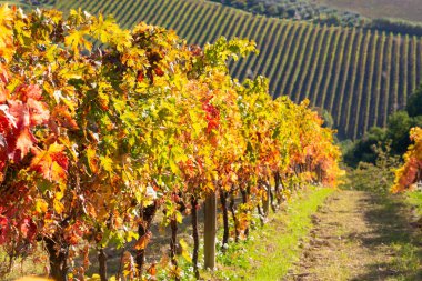 İtalya 'daki üzüm bağının manzarası