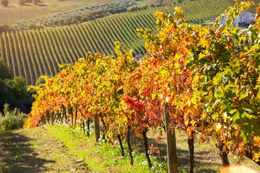 İtalya 'daki üzüm bağının manzarası