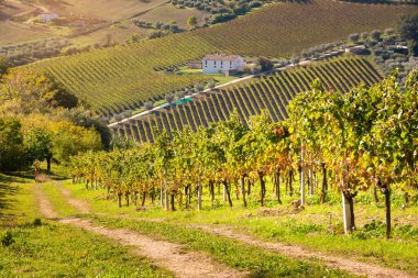 İtalya 'daki üzüm bağının manzarası