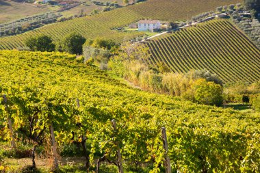 İtalya 'daki üzüm bağının manzarası