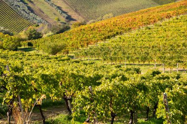 İtalya 'daki üzüm bağının manzarası