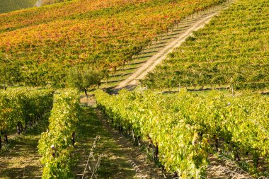 İtalya 'daki üzüm bağının manzarası