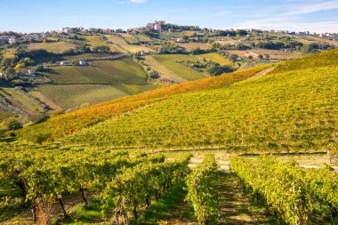 İtalya 'daki üzüm bağının manzarası