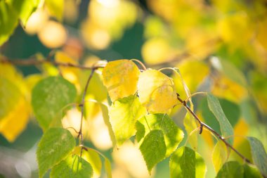 Sonbahar yaprakları, sonbahar yaprakları