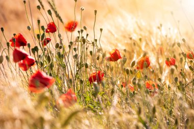 Yaz çayırlarında parlak yabani çiçekler, çiçek açmış güzel kırmızı gelincikler.