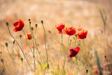 Yaz çayırlarında parlak yabani çiçekler, çiçek açmış güzel kırmızı gelincikler.