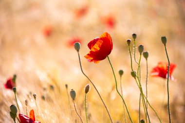 Yaz otlağında güzel, parlak, vahşi çiçekler