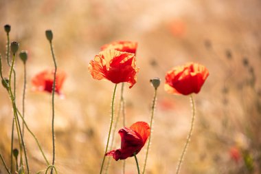 Yaz otlağında güzel, parlak, vahşi çiçekler