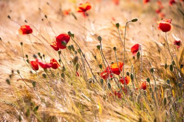 Yaz çayırlarında parlak yabani çiçekler, çiçek açmış güzel kırmızı gelincikler ve buğday kulakları.