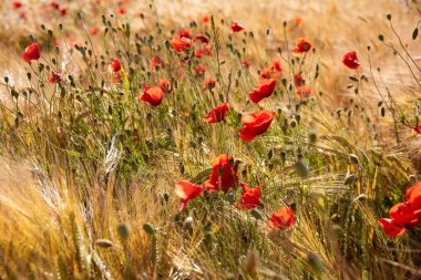 Yaz çayırlarında parlak yabani çiçekler, çiçek açmış güzel kırmızı gelincikler ve buğday kulakları.