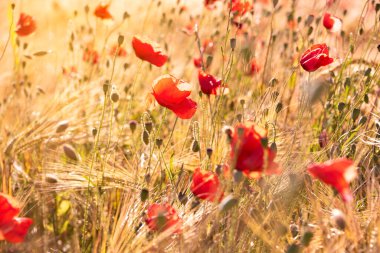 Yaz çayırlarında parlak yabani çiçekler, çiçek açmış güzel kırmızı gelincikler ve buğday kulakları.