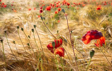 Yaz çayırlarında parlak yabani çiçekler, çiçek açmış güzel kırmızı gelincikler ve buğday kulakları.