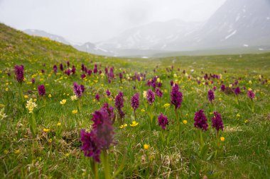Dağlarda güzel çiçekler