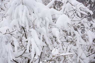 Karla kaplı ağaçlarla kaplı kış mevsimi manzarası