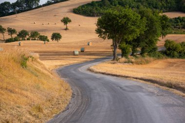 Kırsal alanda tarlalar arasında dolambaçlı bir yol var.