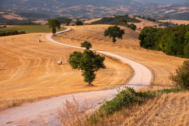 Kırsal alanda tarlalar arasında dolambaçlı bir yol var.
