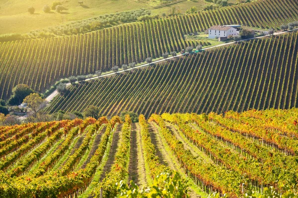 Красочные Виноградники Осенью Осенний Пейзаж — стоковое фото
