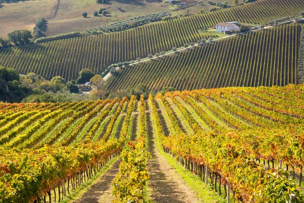 Kleurrijke Wijngaard Herfst Herfst Landschap — Stockfoto
